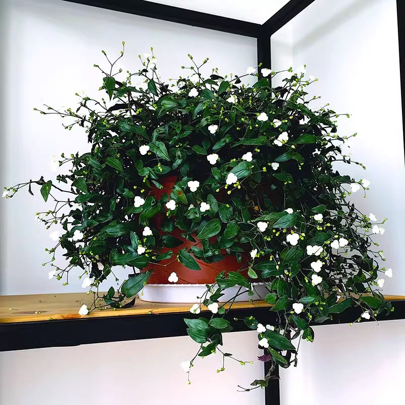 Balcony, indoor, four season blooming, wedding dress hangin