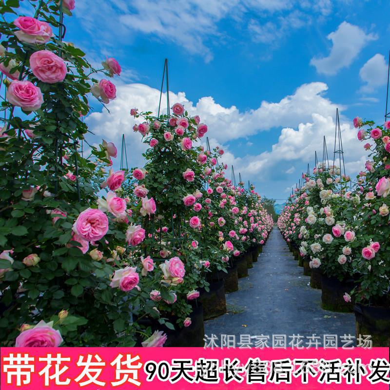 Europa vine, rose seedlings, large flowers, strong fragranc