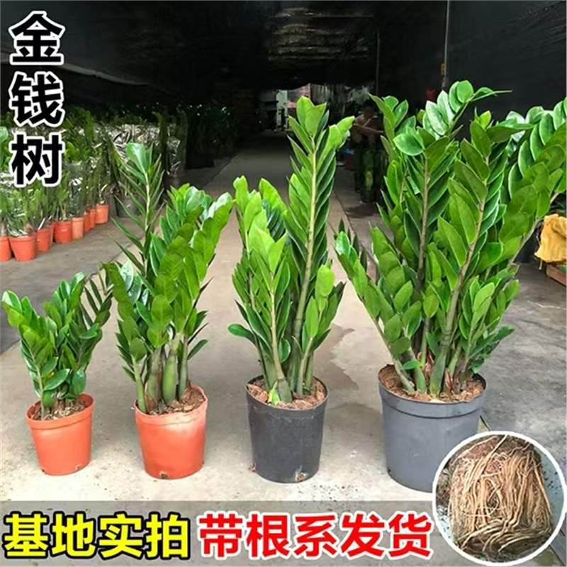 Money tree, green plants, potted plants, good for indoor ma