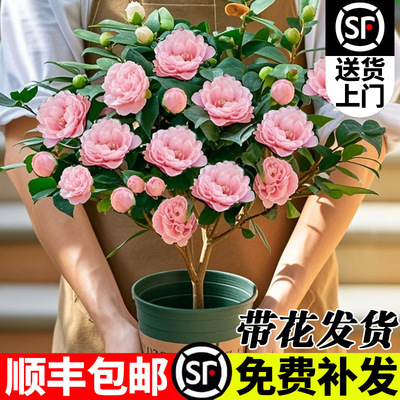 Camellia saplings bloom all year round, fragrant concubine