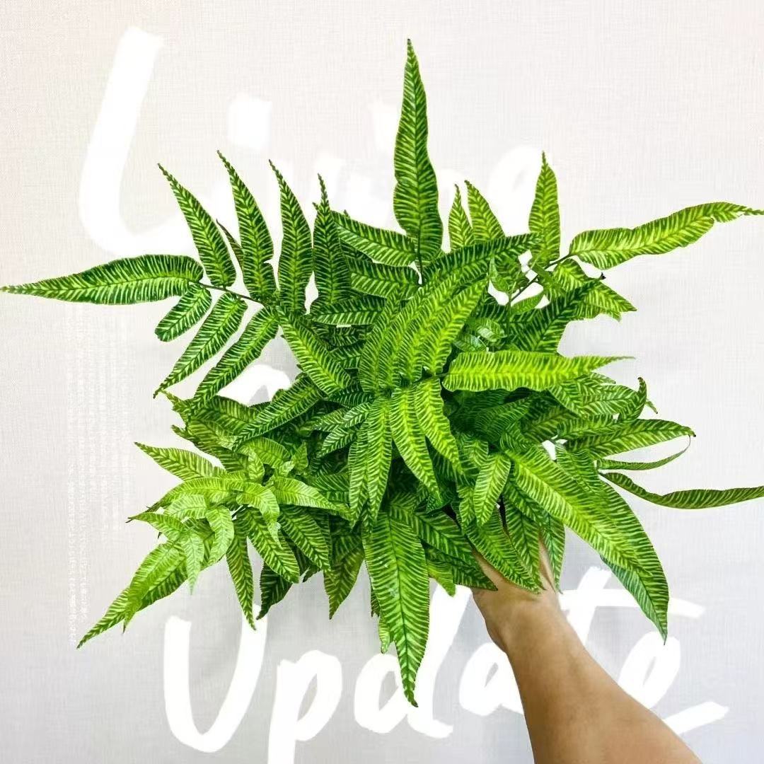 Coniogram emeiensis Golden Zebra shade loving fern potted p