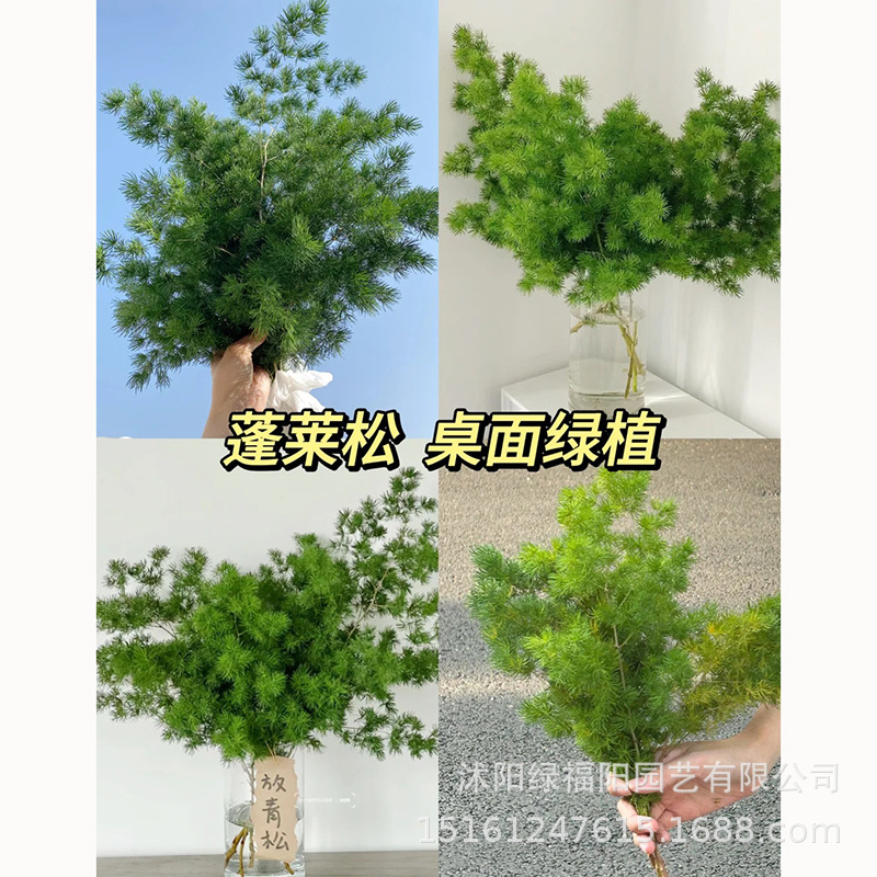 Peng Lai Song Indoor Pottery Zodiac Monkey Living Room Smal