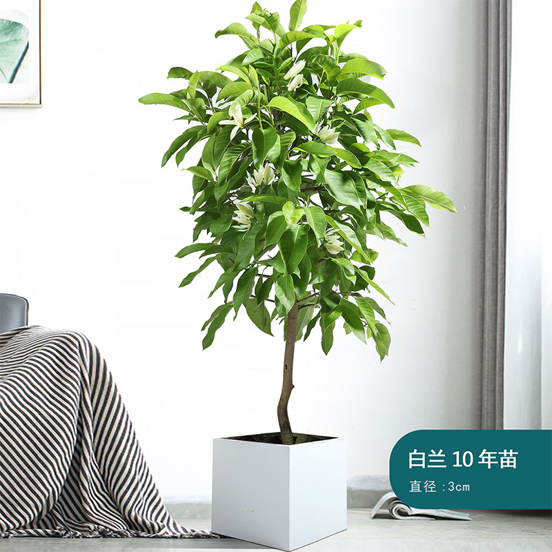 White flower potted plant, indoor Yushu seedling with flowe