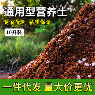 Nutritious Universal Soil Horticulture Succul Family Xiantu