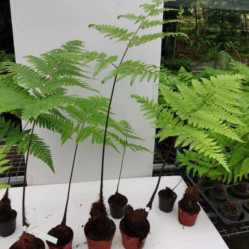 (造型优美)蕨类苔藓球蕨蕨红鳞蕨室内绿植盆栽造景四季常青