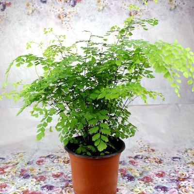 Green plants, flowers, shade tolerant hydroponics, iron fer