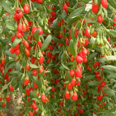 Goji berry seedlings and trees are potted and planted in th