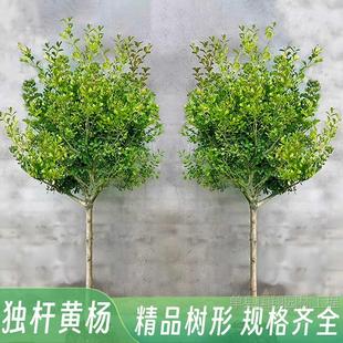 saplings boxwood melon seeds Single villas pole