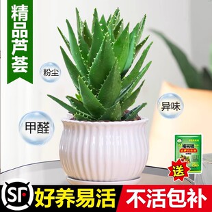 Indoor Formaldehyde Removal Aloe Air Potted and Purifi Vera