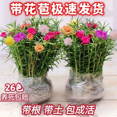 Sunflower seedlings, double petaled large flowers, perennia