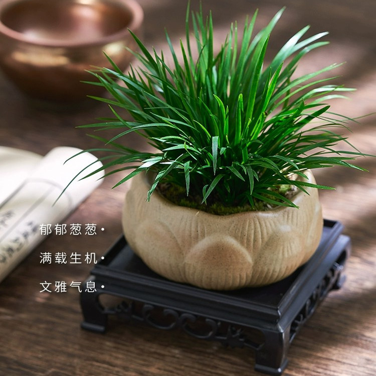 Literary and elegant play with Acorus calamus potted plants