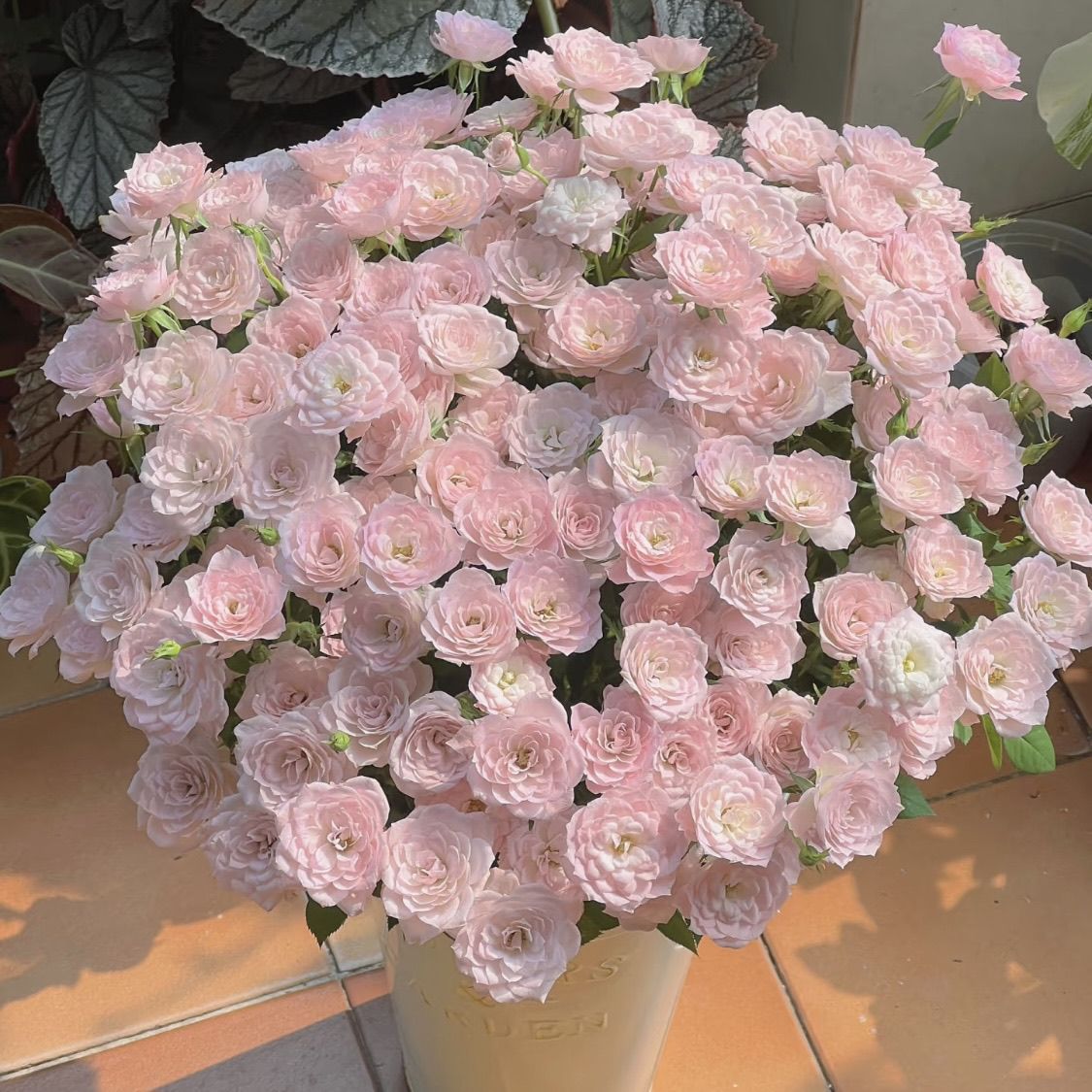 Rare multi head rose, bubble rose, Yunnan straight hair who