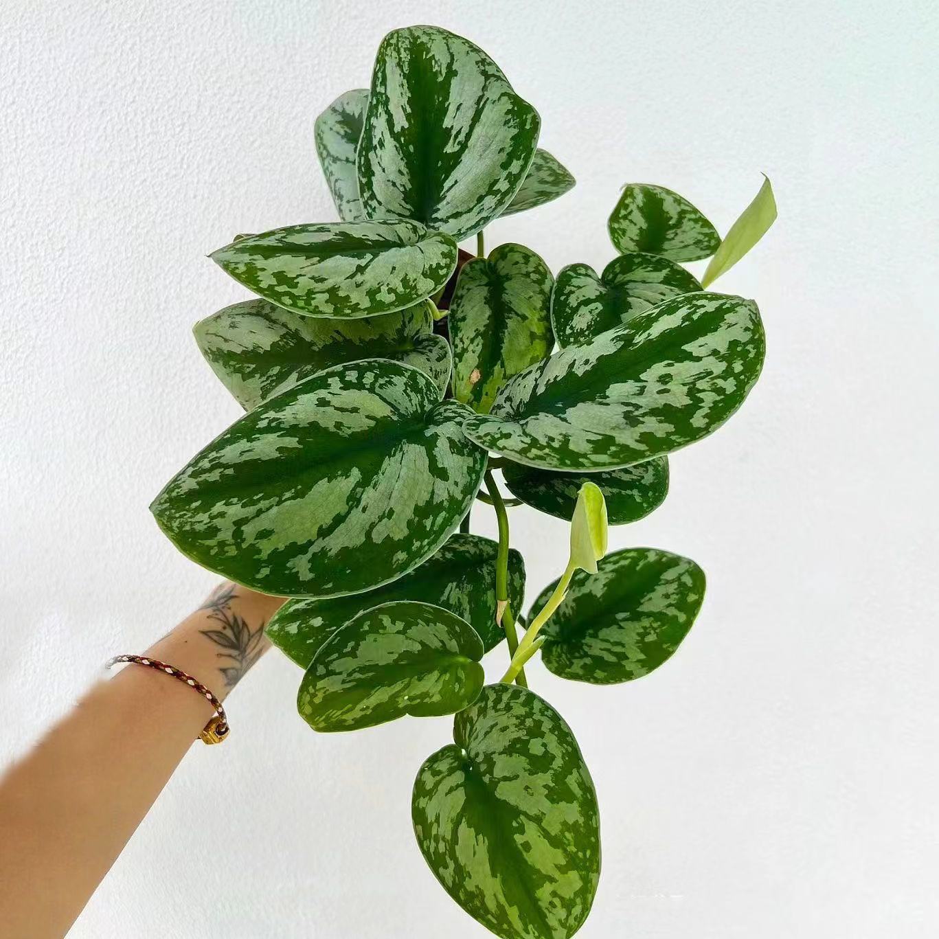 Large leafed silver spotted kudzu is easy to maintain indoo