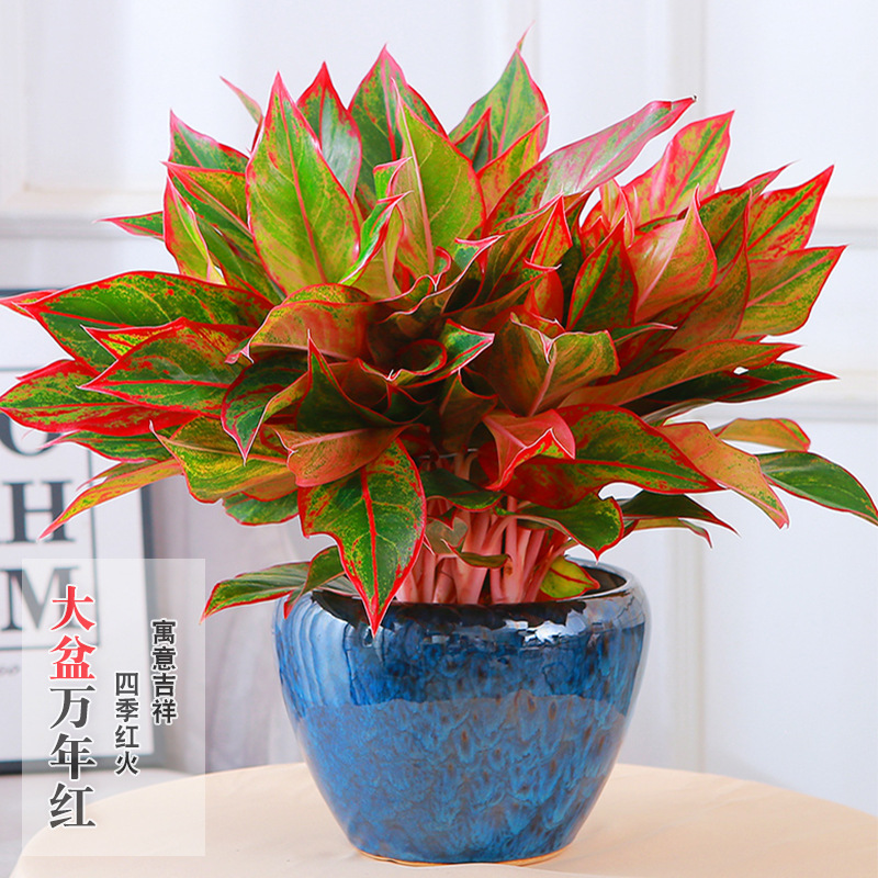 Ten thousand year old red potted plants, flowers and plants