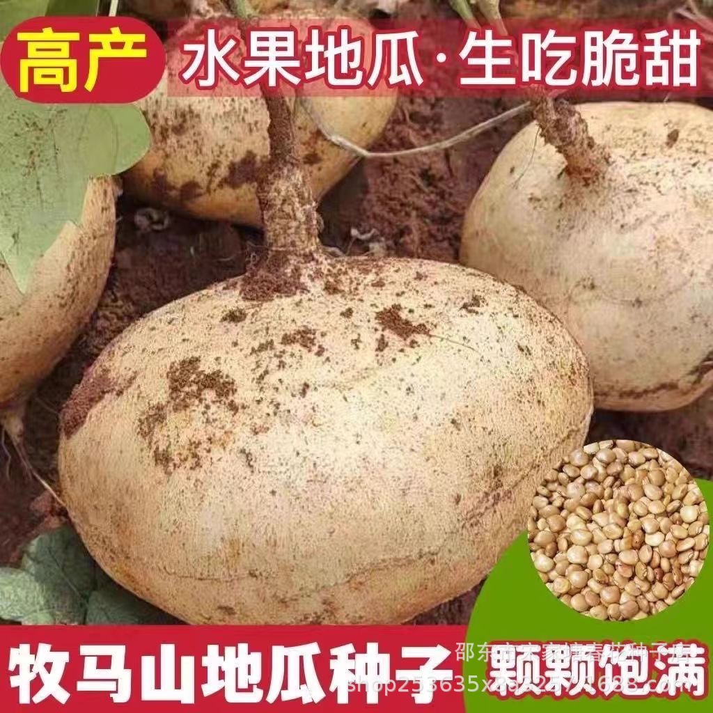 水果地瓜种子牧马山沙葛凉薯种籽庭院盆栽四季种植白地瓜种子大全