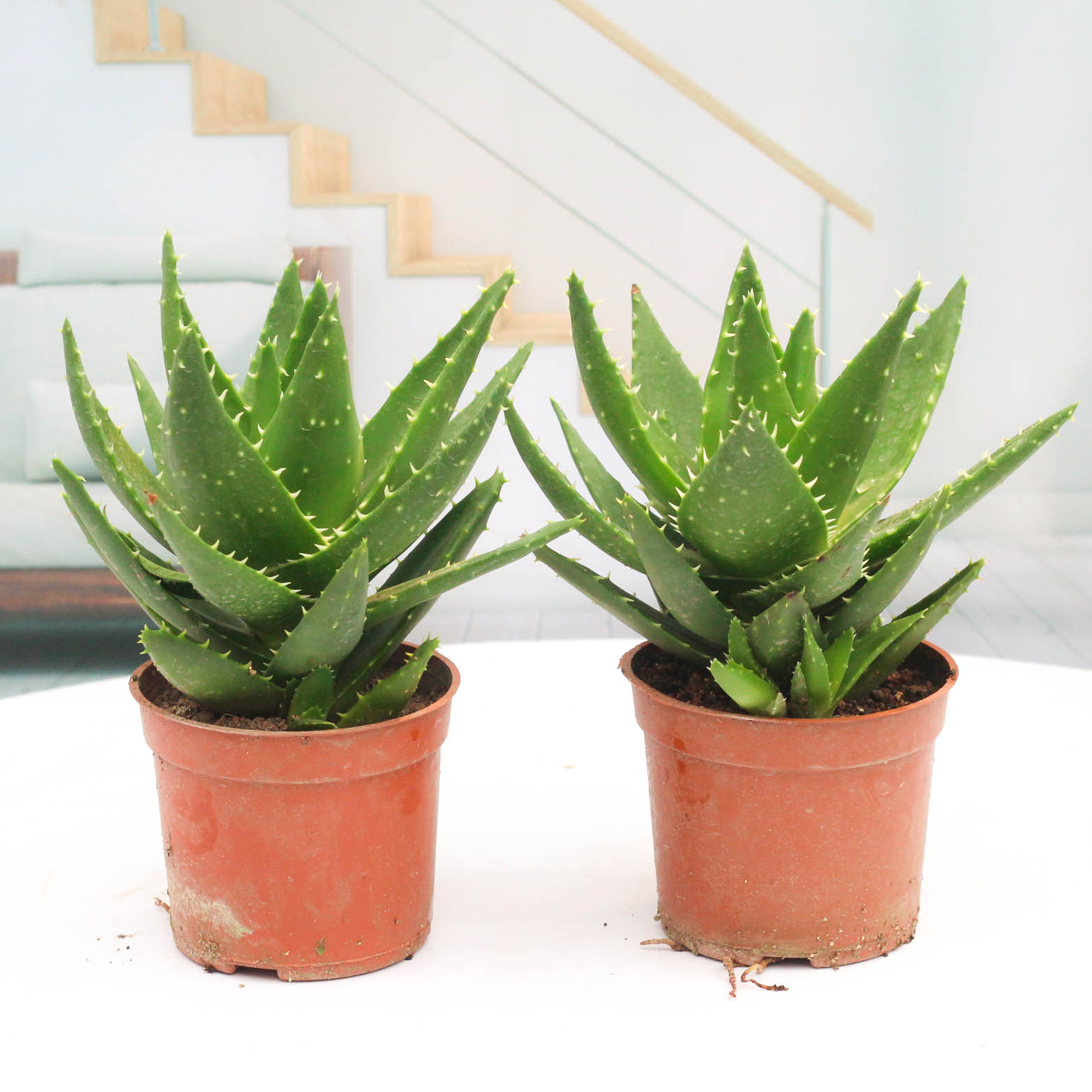 Succulent Plants Never Night City Aloe Vera Small Potted Pl