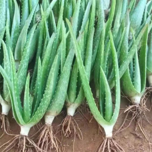 potted bonsai green Kulamiso flowers vera plants aloe