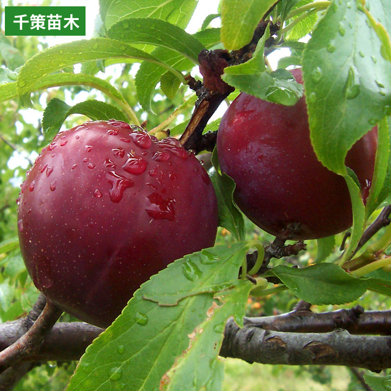 Wholesale base, plum seedlings, potted plants, courtyard or