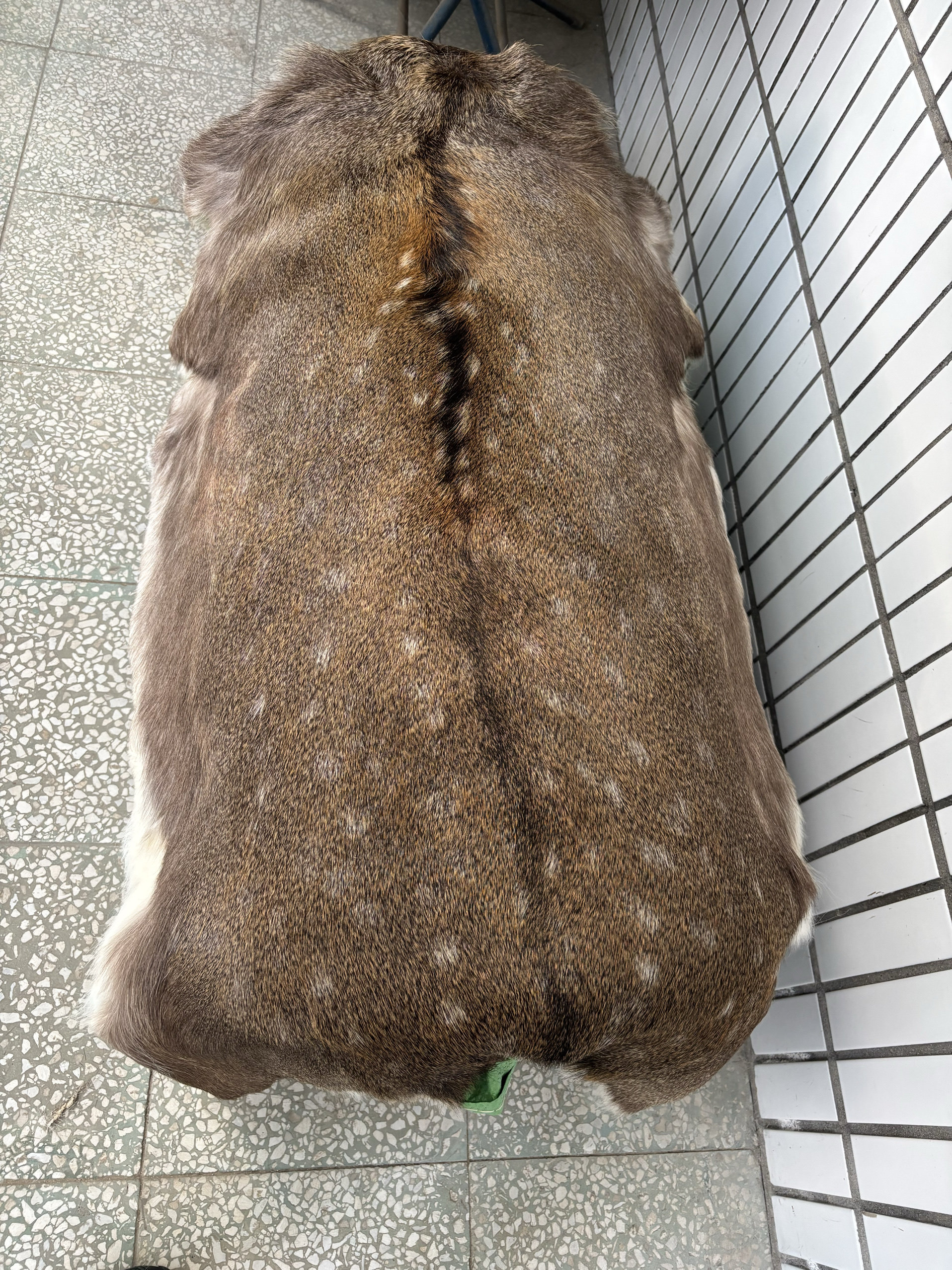 鹿皮整张床垫地毯装饰户外野营帐篷保暖睡垫冰钓坐垫
