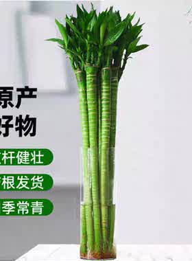 带根文昌竹富贵竹观音竹转运竹水培植物桌面盆栽