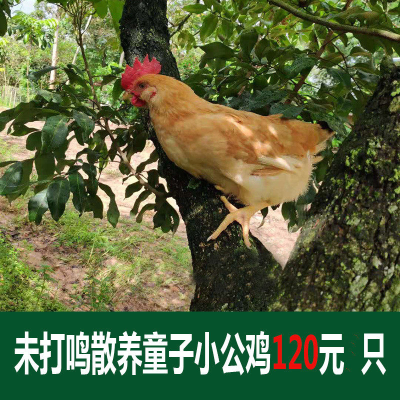 农家散养正宗童子鸡未打鸣小公鸡活草鸡笨鸡柴鸡新鲜整鸡走地母鸡
