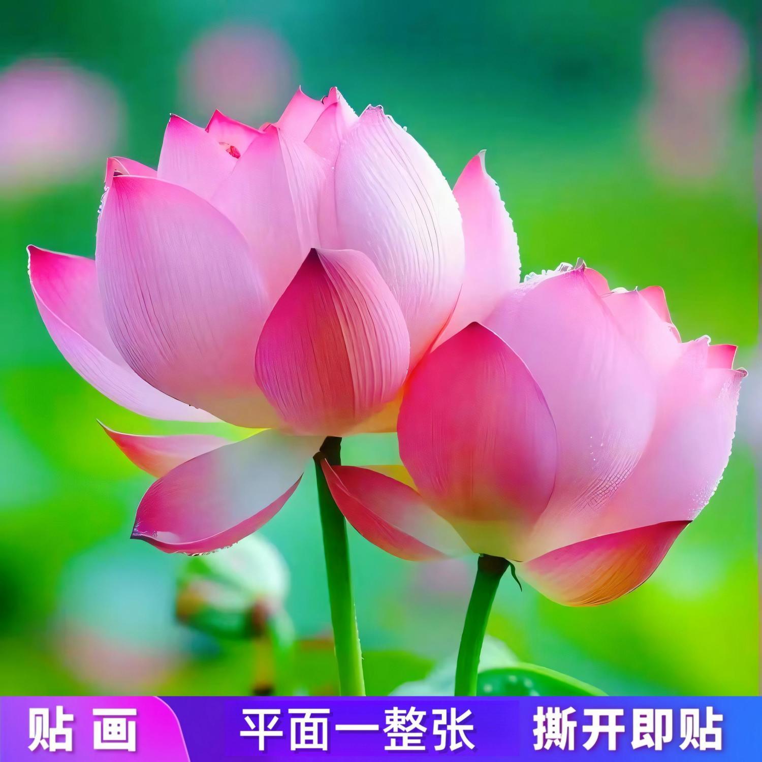 厨房餐厅荷花净秽招财聚财自粘贴画浴室门窗莲花装饰画不干胶贴纸