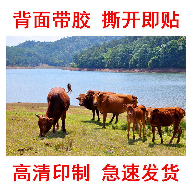 水牛黑牛黄牛海报贴画牛肉馆镇宅聚财贴纸动物图儿童不干胶贴纸