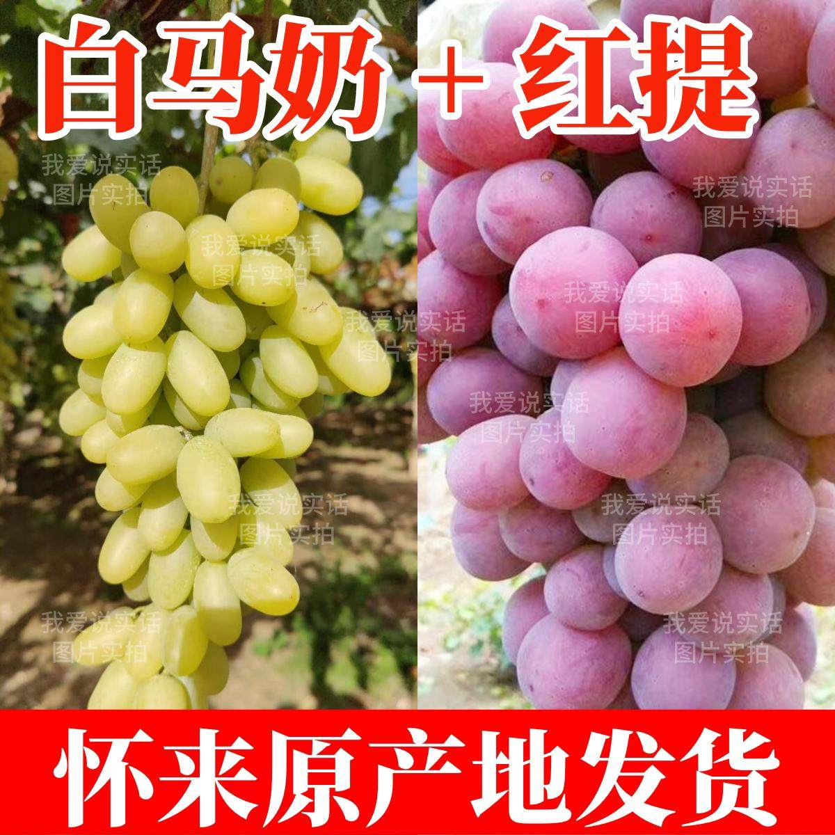 【混合装】白马奶葡萄和红提怀来葡萄/提子
