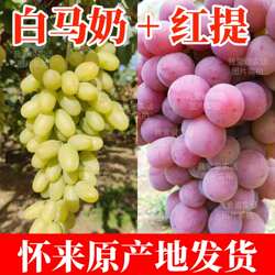 【混合装】白马奶葡萄和红提怀来沙城/宣化牛奶葡萄带箱重量