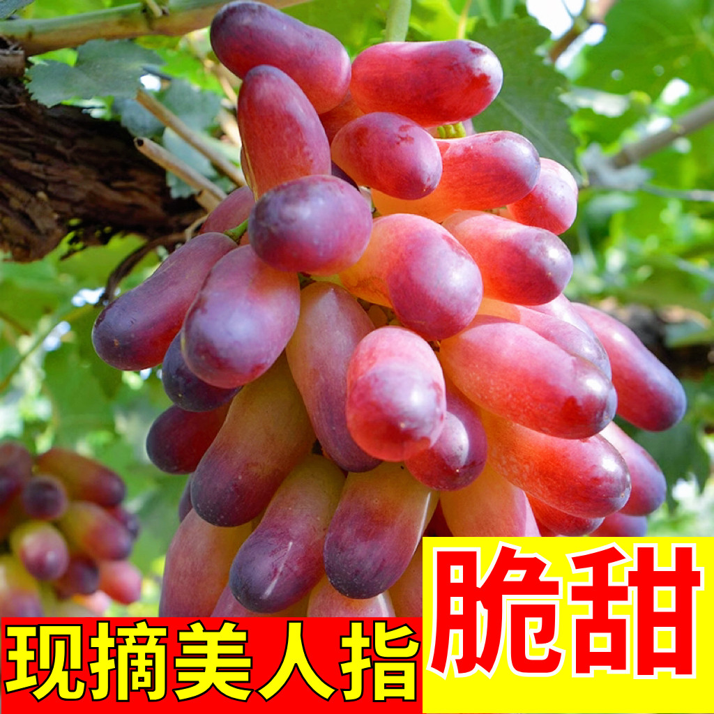 【当日采摘】怀来美人指葡萄沙城葡萄/提子