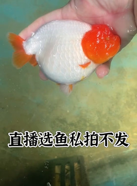 精选兰寿直播选鱼看好下单拍下不退不换