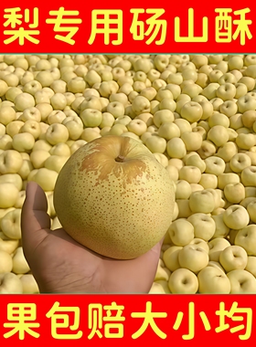 烤梨专用砀山小果酥梨大小均匀梨子新鲜梨膏榨汁整颗梨子小梨商用