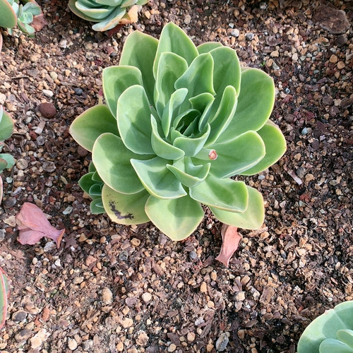 德芙