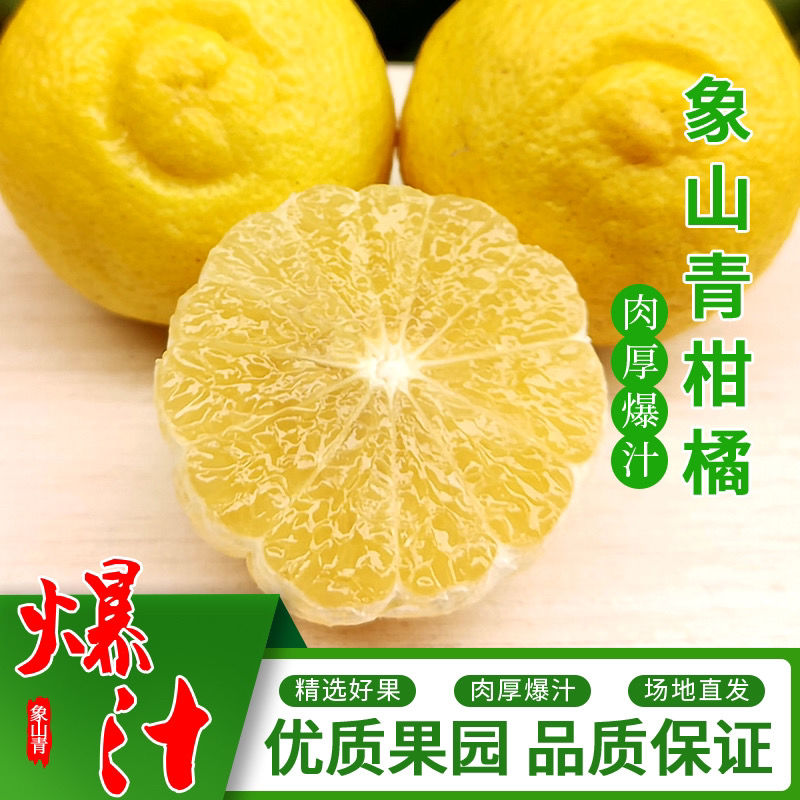 2025纯甜象山青柑橘日本春香橘柚黄金贡柚当季新鲜水果产地直发