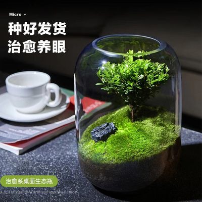 桌面苔藓微景观绿植生态瓶盆栽