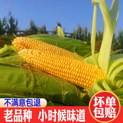 玉米新鲜农家传统老式玉米棒非转基因老玉米黄金苞米生玉米笨玉米