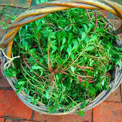 顺丰包邮马齿苋菜新鲜马齿菜马蜂菜野菜马苋菜马齿笕蚂蚱菜长寿菜
