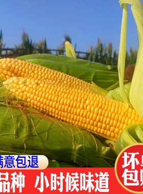 农庄新鲜笨玉米现掰现发