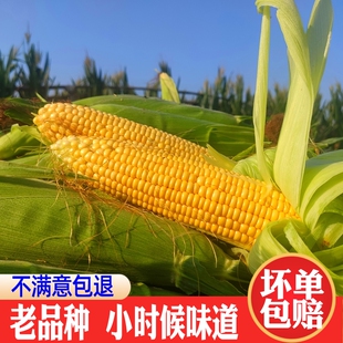 玉米新鲜农家老式玉米棒非转基因老玉米黄金苞米生玉米笨玉米5斤
