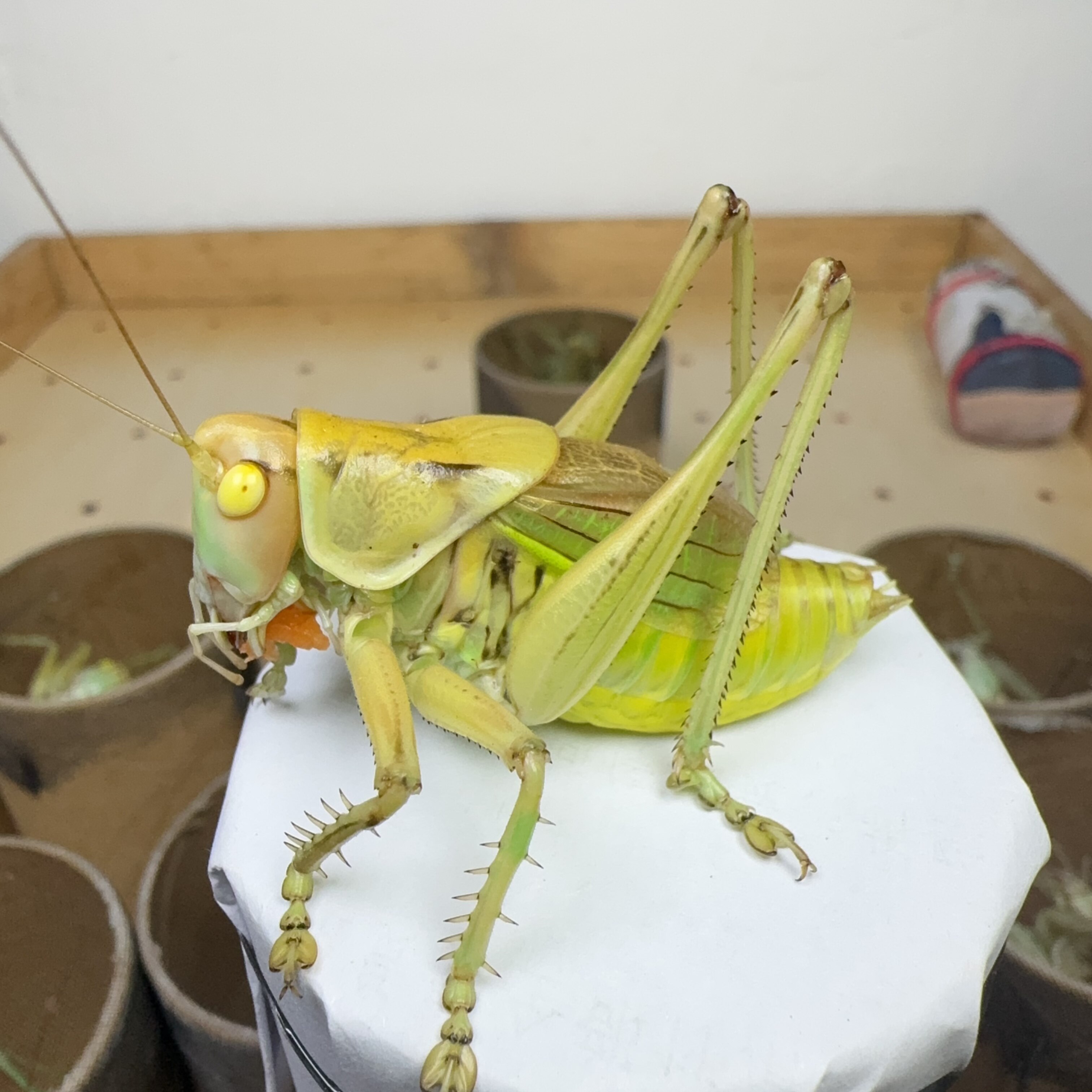 变异黄金甲玉石眼蝈蝈