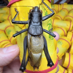 郝建伟精品大包铁皮蝈蝈（新脱蝈蝈 个头大 膀型好 出叫好）