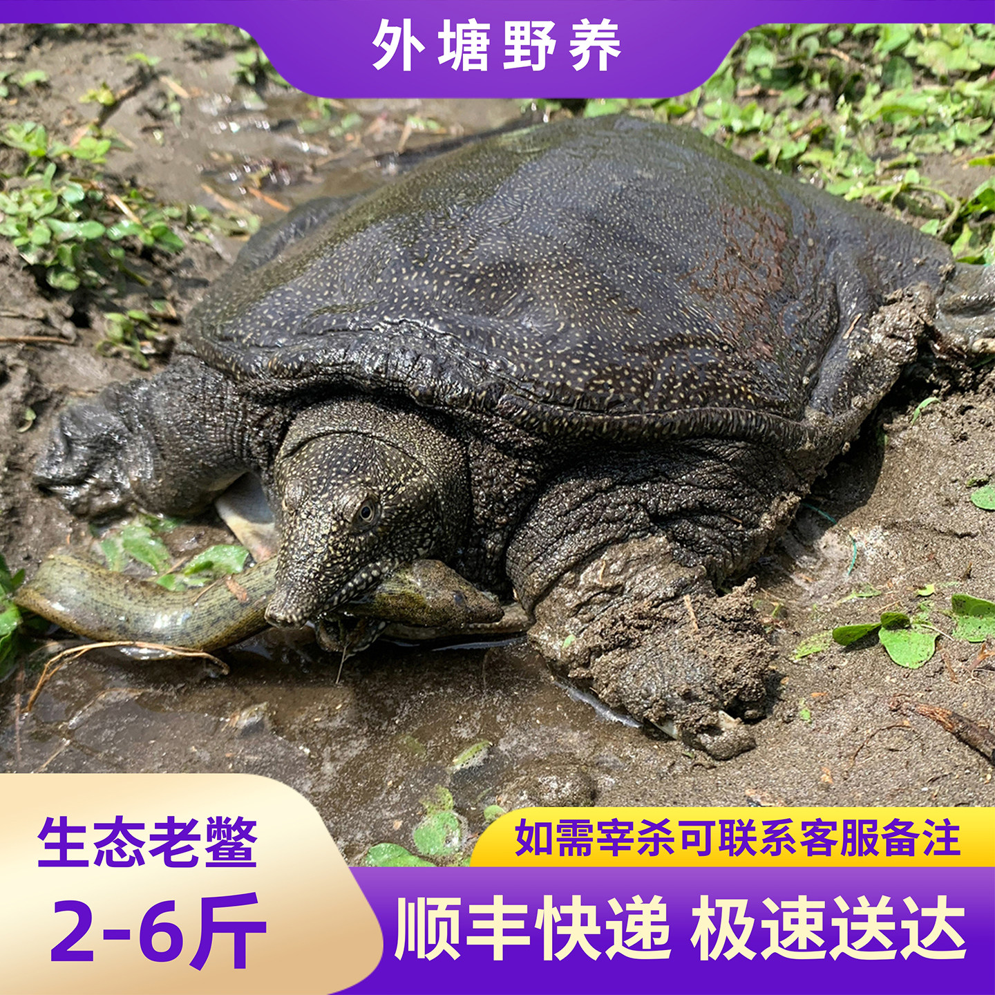5年外塘生态公甲鱼鲜活散养3斤老鳖团鱼王八鱼滋补煲汤顺丰包邮