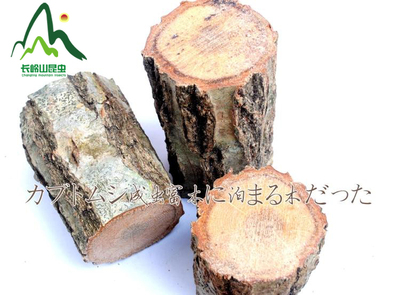 独角仙成体垫脚造景攀爬落脚塅栎木塅成虫用品3根装皮纹垫脚新品