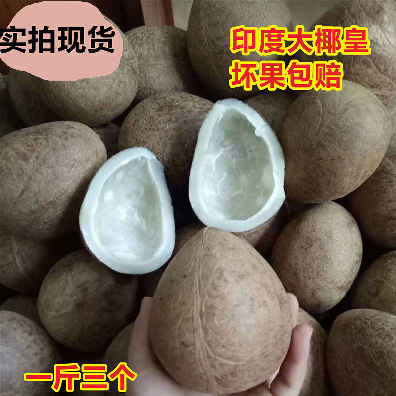 印度大椰皇海椰黄椰子