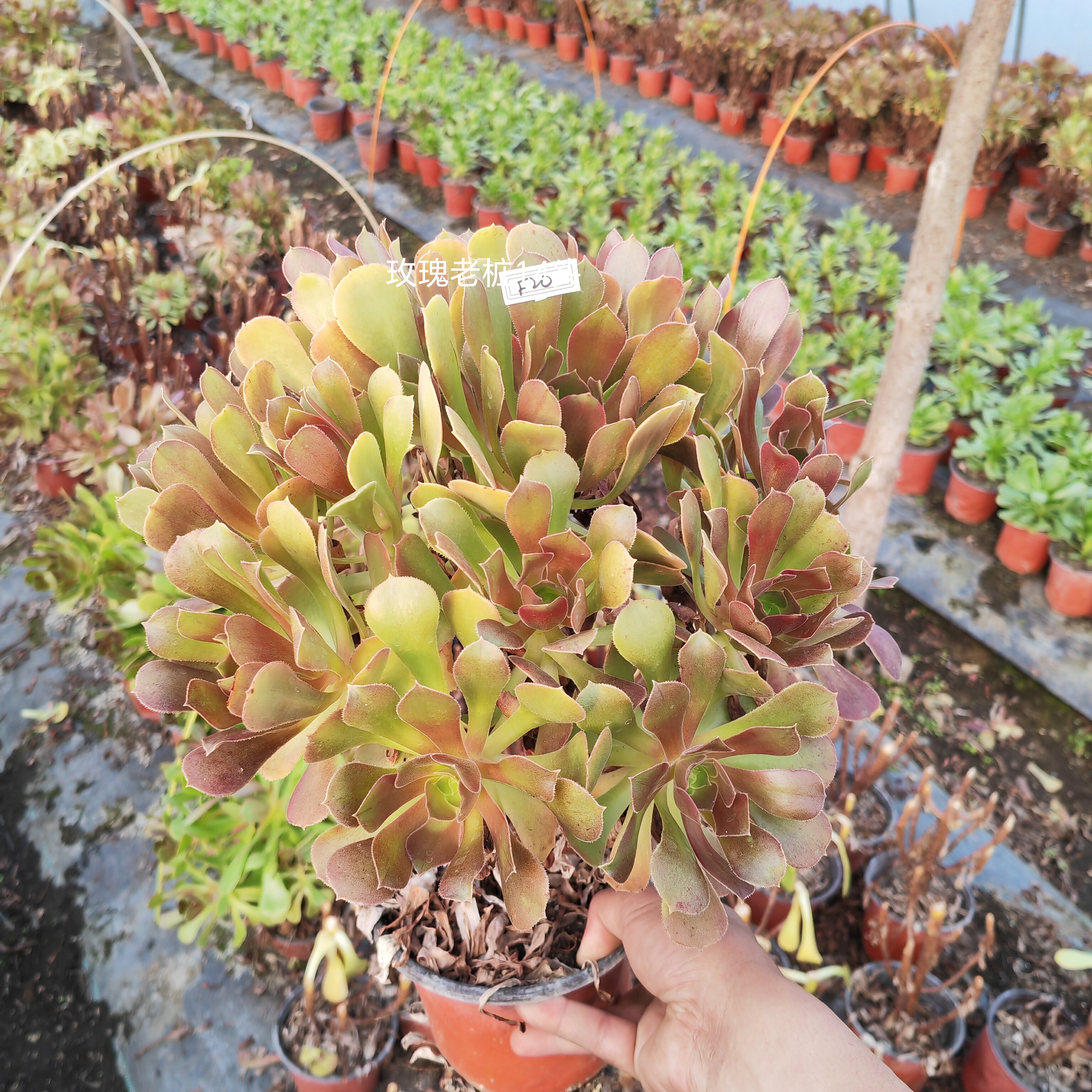 多肉法师韶羞玫瑰法师万圣节红颜美杜莎黑铜法师三仙一物一拍包邮