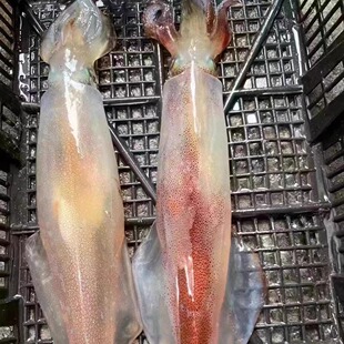东山岛海鲜 海钓鱿鱼 大管 小船手钓 活冻 刺身 白灼 日料店
