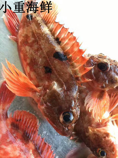 东山岛海鲜 海钓石翁鱼 石九公鱼 煮汤鲜美半斤一盒约8条 包邮