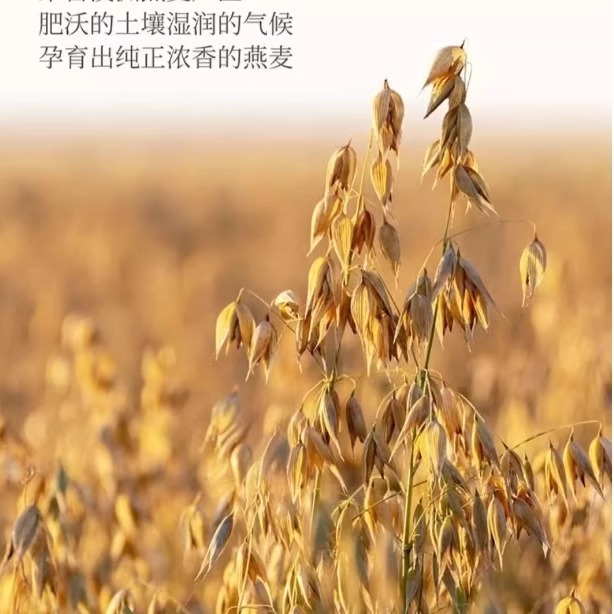 DL胖东来超市快熟燕麦片2kg/罐澳洲进口燕麦早代餐大瓶装2KG桶