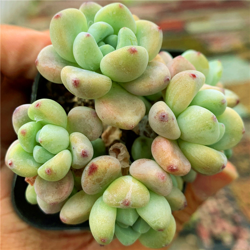 劳尔多肉植物盆栽带香味凝脂莲肉肉办公桌吸甲醛厚叶肉肉家庭园艺