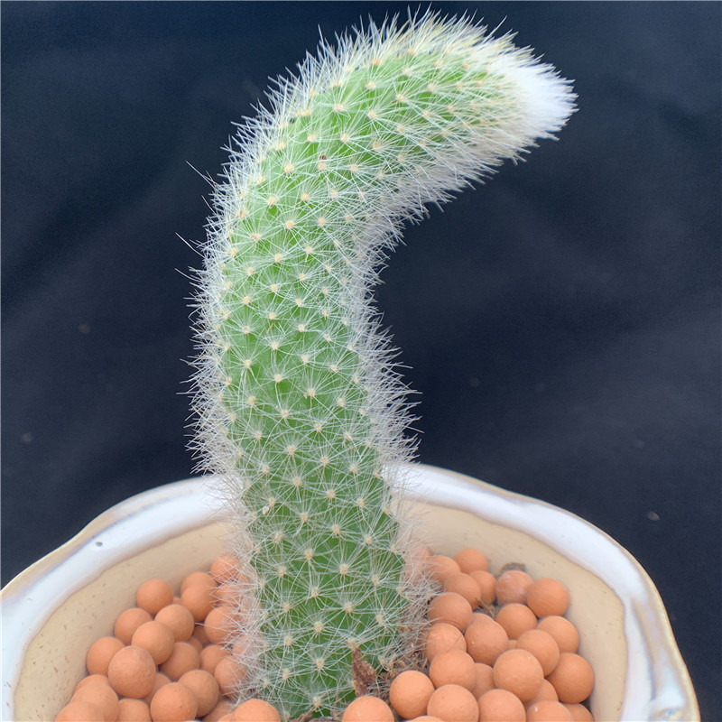 九尾狐猴尾柱进口长毛多肉植物仙人掌类软毛稀有多肉品种满19包邮